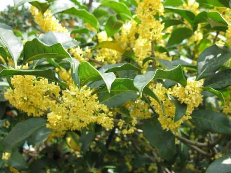 5 loại cây trồng trong sân nhà như "nam châm hút lộc": Phong thuỷ đại cát, tiền tài ùn ùn kéo đến 1 5 loại cây trồng trong sân nhà như "nam châm hút lộc": Phong thuỷ đại cát, tiền tài ùn ùn kéo đến 5 loai cay trong trong san nha nhu nam cham hut loc phong thuy dai cat tien tai un un keo den