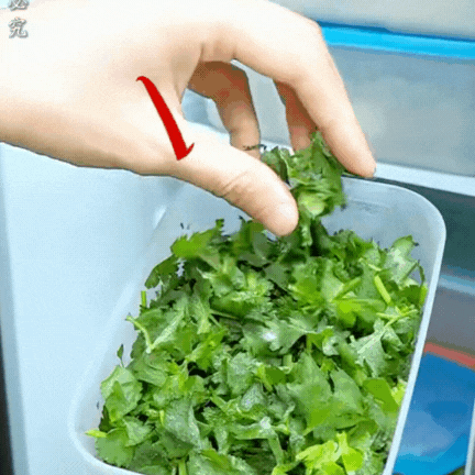 Bí quyết giữ rau thơm tươi lâu: Có nên trữ đông rau mùi (ngò rí)? Vì sao để tủ lạnh lại bị thâm đen? 1 Bí quyết giữ rau thơm tươi lâu: Có nên trữ đông rau mùi (ngò rí)? Vì sao để tủ lạnh lại bị thâm đen? bi quyet giu rau thom tuoi lau co nen tru dong rau mui ngo ri vi sao de tu lanh lai bi tham den