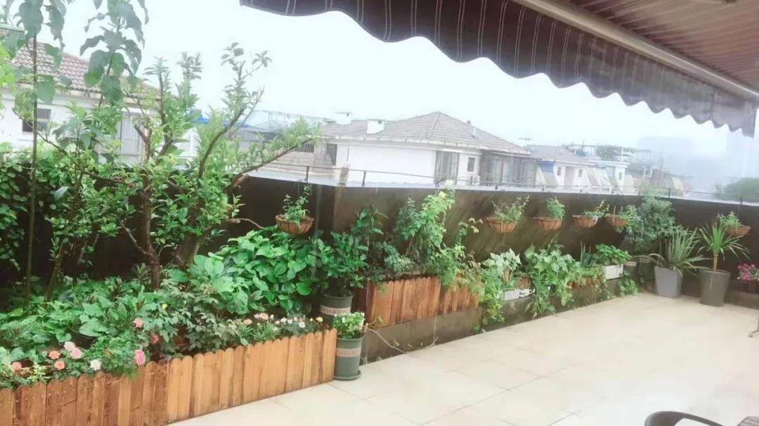 Chịu áp lực suốt thời gian dài, mẹ đảm tìm đến việc làm vườn và biến sân thượng thành thiên đường hoa trái chiu ap luc suot thoi gian dai me dam tim den viec lam vuon va bien san thuong thanh thien duong hoa trai