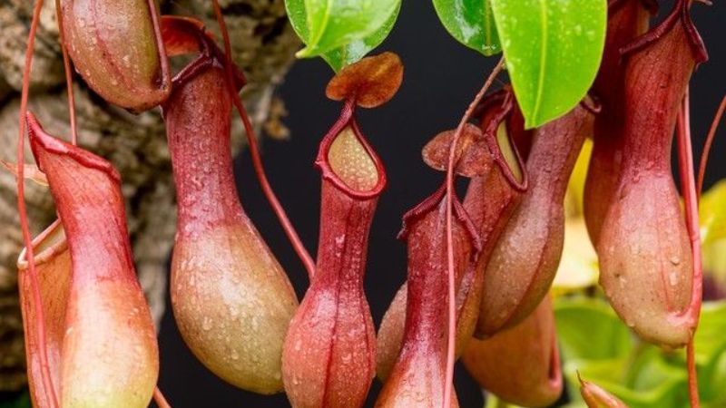 Đốt nhang muỗi rất độc, cứ trồng 6 cây này: Muỗi Đốt nhang muỗi rất độc, cứ trồng 6 cây này: Muỗi