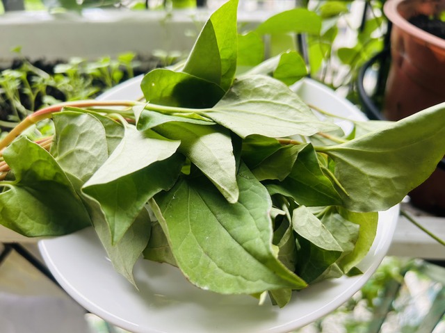 Món nước xanh ngắt được ví như thuốc quý, uống chăm tóc mọc xanh như tép mon nuoc xanh ngat duoc vi nhu thuoc quy uong cham toc moc xanh nhu tep