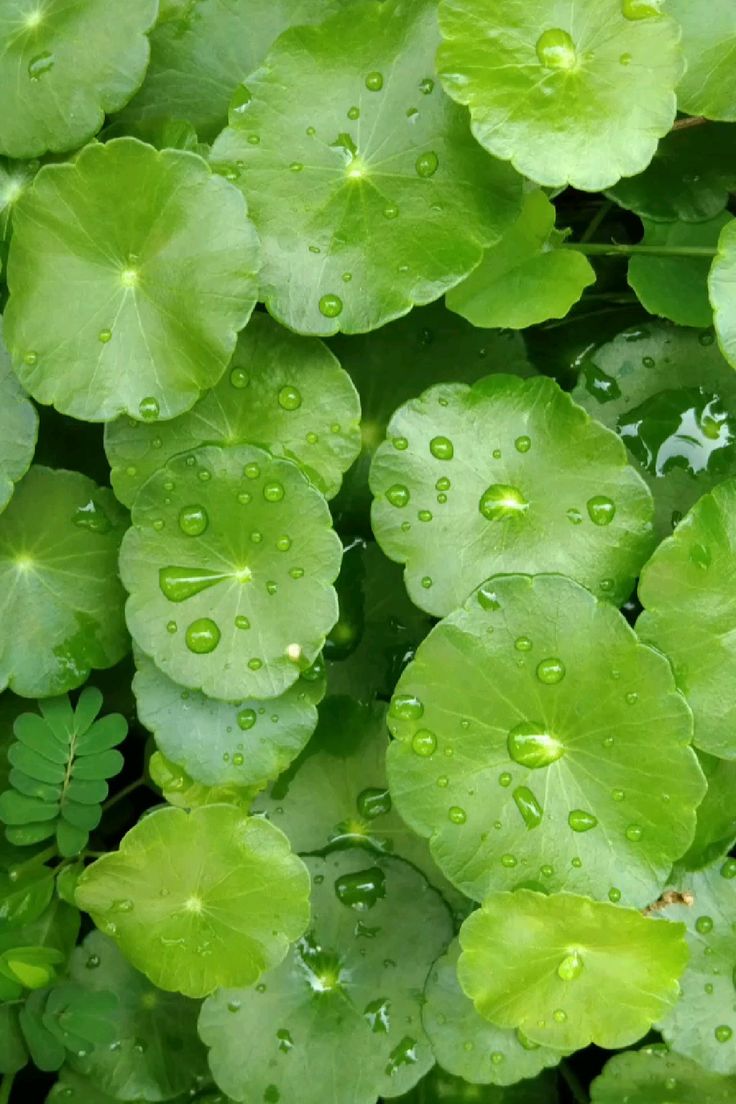 Một loại rau rẻ từ vườn tới chợ là “thành phần vàng” bổ trợ cho kem chống nắng, kích da thêm sáng mịn- Ảnh 3. Một loại rau rẻ từ vườn tới chợ là “thành phần vàng” bổ trợ cho kem chống nắng, kích da thêm sáng mịn- Ảnh 3.