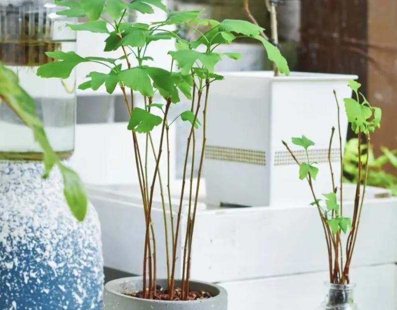 "Muốn giàu nuôi cá, muốn khá trồng cây" - 3 cây này đứng trong sân như nam châm hút tiền, tà khí chạy mất dép!- Ảnh 2. "Muốn giàu nuôi cá, muốn khá trồng cây" - 3 cây này đứng trong sân như nam châm hút tiền, tà khí chạy mất dép!- Ảnh 2.