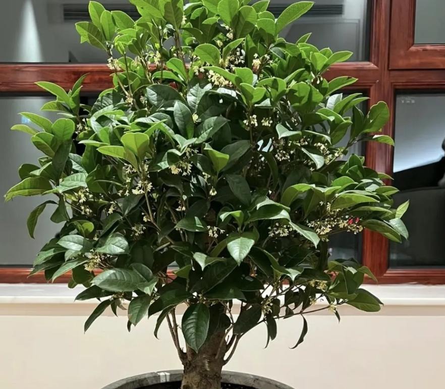 "Muốn giàu nuôi cá, muốn khá trồng cây" - 3 cây này đứng trong sân như nam châm hút tiền, tà khí chạy mất dép!- Ảnh 3. "Muốn giàu nuôi cá, muốn khá trồng cây" - 3 cây này đứng trong sân như nam châm hút tiền, tà khí chạy mất dép!- Ảnh 3.