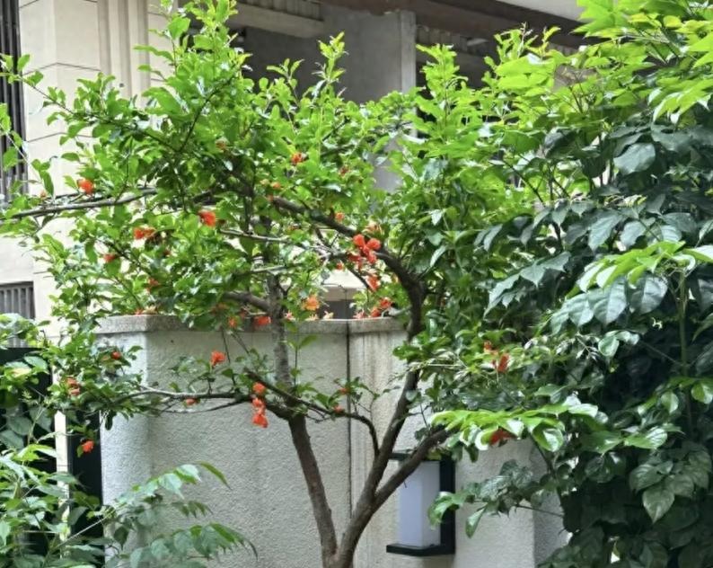 "Muốn giàu nuôi cá, muốn khá trồng cây" - 3 cây này đứng trong sân như nam châm hút tiền, tà khí chạy mất dép! 1 "Muốn giàu nuôi cá, muốn khá trồng cây" - 3 cây này đứng trong sân như nam châm hút tiền, tà khí chạy mất dép! muon giau nuoi ca muon kha trong cay 3 cay nay dung trong san nhu nam cham hut tien ta khi chay mat dep
