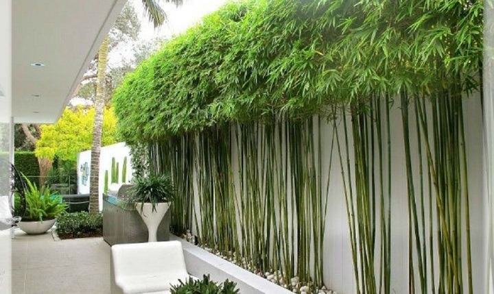 4 cây dễ 4 cây dễ