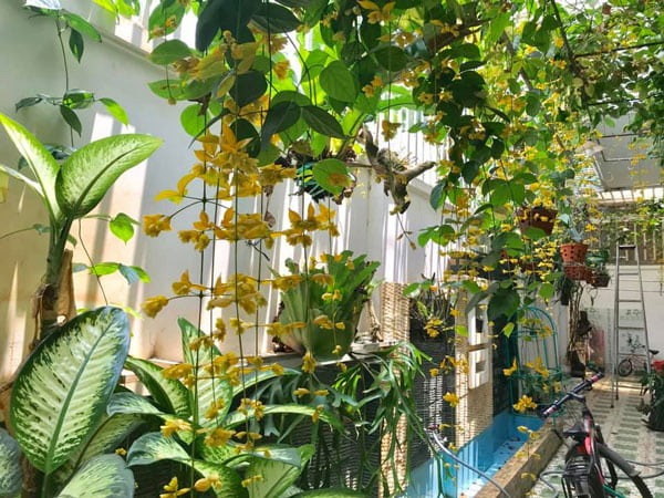 4 cây dễ 4 cây dễ