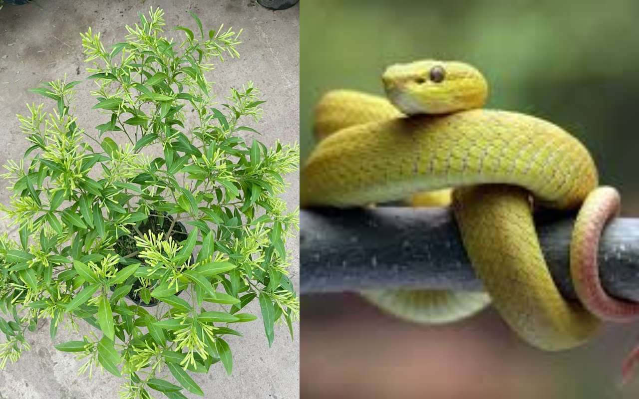 4 cây dễ "mời" rắn đến gần, cẩn trọng khi trồng quanh nhà! 1 4 cây dễ "mời" rắn đến gần, cẩn trọng khi trồng quanh nhà! 4 cay de moi ran den gan can trong khi trong quanh nha