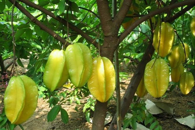 Loại cây "hút vàng" vào nhà: Vận may nối đuôi kéo tới, càng trồng lâu càng phát lộc 1 Loại cây "hút vàng" vào nhà: Vận may nối đuôi kéo tới, càng trồng lâu càng phát lộc loai cay hut vang vao nha van may noi duoi keo toi cang trong lau cang phat loc