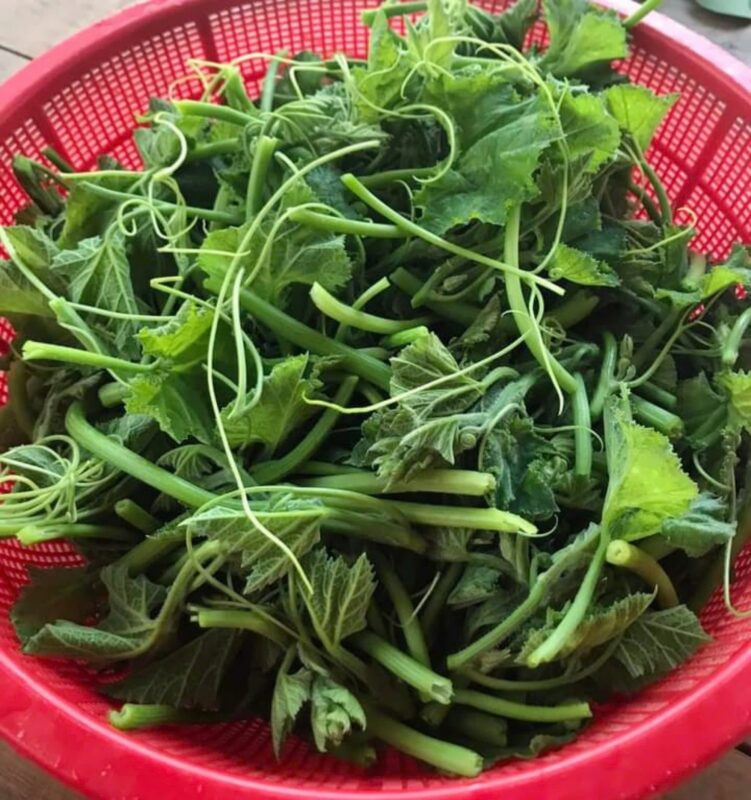 Loại rau giàu sắt hơn thịt bò, được ví như thuốc bổ gan tự nhiên, trồng ban công cực dễ 1 Loại rau giàu sắt hơn thịt bò, được ví như thuốc bổ gan tự nhiên, trồng ban công cực dễ loai rau giau sat hon thit bo duoc vi nhu thuoc bo gan tu nhien trong ban cong cuc de