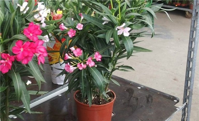 Nhiều người đang trồng 5 cây này mà không hay biết: Hao tài, mất lộc, thu hút vận xui- Ảnh 6.