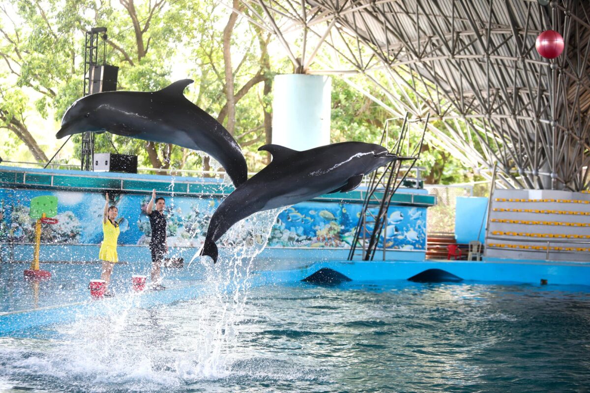 Tuần Châu Park: Điểm đến lý tưởng cho mùa hè sôi động tại Quảng Ninh 1 Tuần Châu Park: Điểm đến lý tưởng cho mùa hè sôi động tại Quảng Ninh tuan chau park diem den ly tuong cho mua he soi dong tai quang ninh