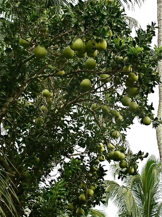 4 cây tụ lộc trời ban: Chặt là mất phúc, giữ thì tài lộc phú quý vô biên- Ảnh 4. 4 cây tụ lộc trời ban: Chặt là mất phúc, giữ thì tài lộc phú quý vô biên- Ảnh 4.
