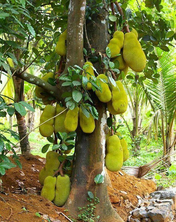 4 cây tụ lộc trời ban: Chặt là mất phúc, giữ thì tài lộc phú quý vô biên 1 4 cây tụ lộc trời ban: Chặt là mất phúc, giữ thì tài lộc phú quý vô biên 4 cay tu loc troi ban chat la mat phuc giu thi tai loc phu quy vo bien