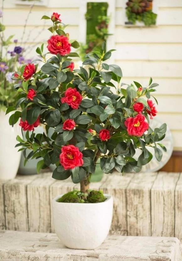 5 loại cây cảnh vừa dễ chăm vừa tượng trưng cho sự sung túc, giới nhà giàu mê mẩn 5 loai cay canh vua de cham vua tuong trung cho su sung tuc gioi nha giau me man