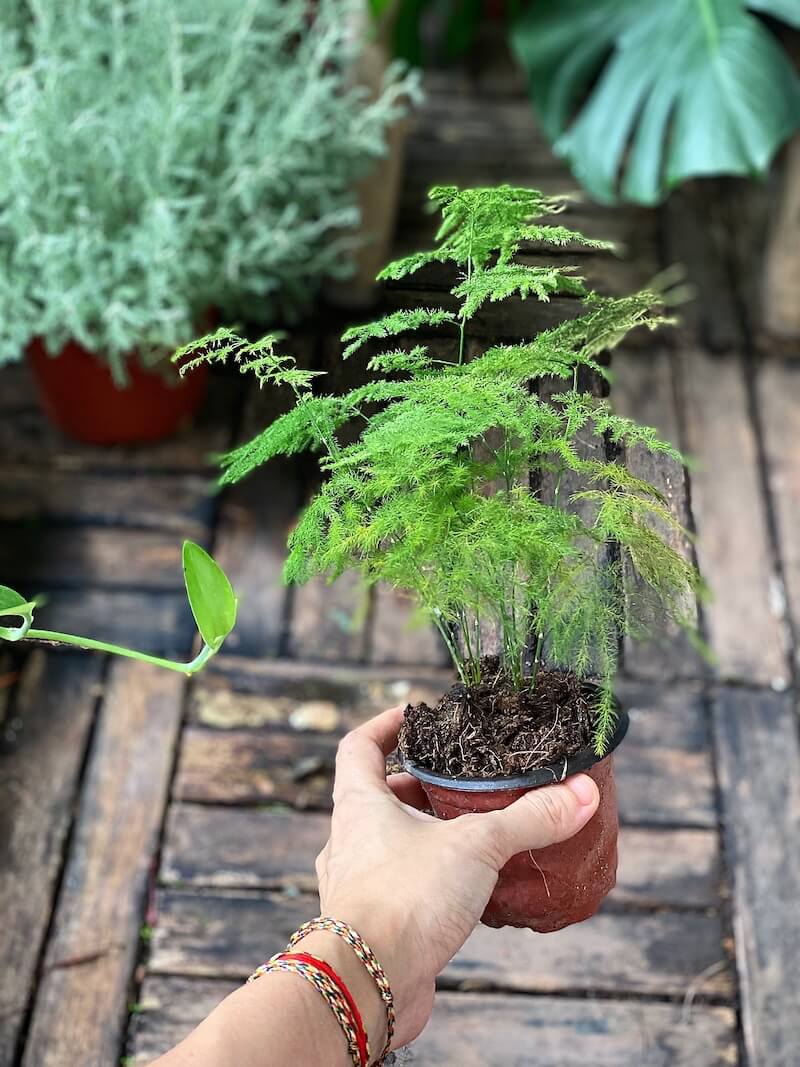 Người xưa tin rằng: Nhà có cây này trong phòng khách thì con cháu học hành đỗ đạt, tài khí đầy nhà nguoi xua tin rang nha co cay nay trong phong khach thi con chau hoc hanh do dat tai khi day nha
