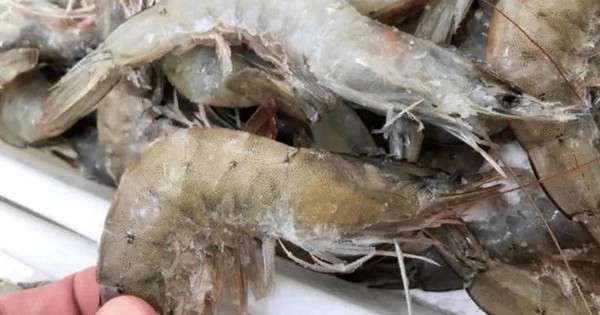 Rã đông tôm mà ngâm vào bát nước là sai lầm: Chủ cửa hàng hải sản dạy một mẹo cực nhanh, chưa đến 5 phút- Ảnh 3.