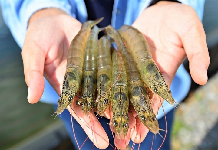 Tôm nuôi và tôm tự nhiên khác nhau thế nào? 1 Tôm nuôi và tôm tự nhiên khác nhau thế nào? tom nuoi va tom tu nhien khac nhau the nao