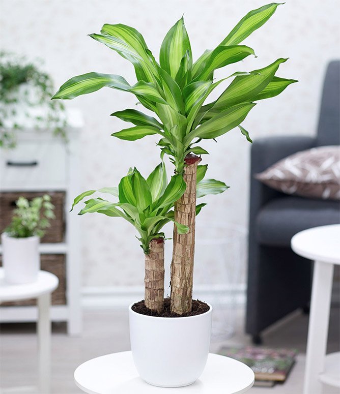 Người mệnh Mộc chỉ cần trồng 1 trong 5 loại cây này - tiền bạc lúc nào cũng ‘chảy’ vào nhà- Ảnh 5.