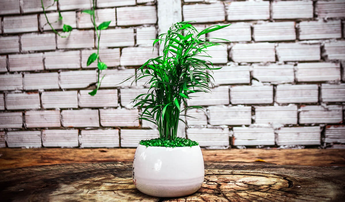 Người mệnh Mộc chỉ cần trồng 1 trong 5 loại cây này - tiền bạc lúc nào cũng ‘chảy’ vào nhà- Ảnh 4.