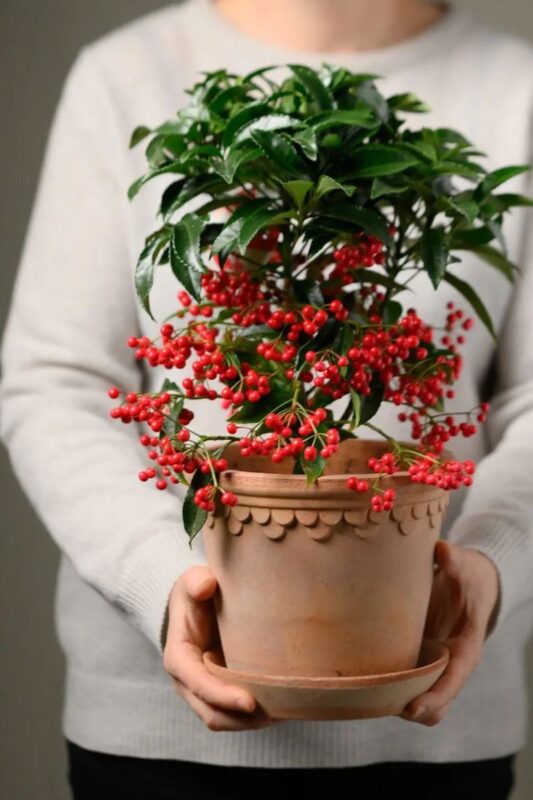Người mệnh Thổ trồng 1 trong 4 loại cây này trong nhà: Tài lộc đổ về ào ào, tiền bạc hanh thông, gia đạo cũng yên ổn 1 Người mệnh Thổ trồng 1 trong 4 loại cây này trong nhà: Tài lộc đổ về ào ào, tiền bạc hanh thông, gia đạo cũng yên ổn nguoi menh tho trong 1 trong 4 loai cay nay trong nha tai loc do ve ao ao tien bac hanh thong gia dao cung yen on