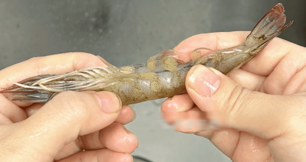 Tôm có 1 bộ phận cực bẩn mà chuyên gia khuyên nên vứt bỏ, 2 mẹo đơn giản giúp bạn xử lý cực nhanh- Ảnh 5.